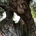 Casa Valerio * Conversano