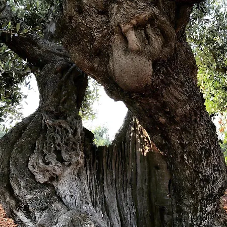 Casa Valerio * Conversano